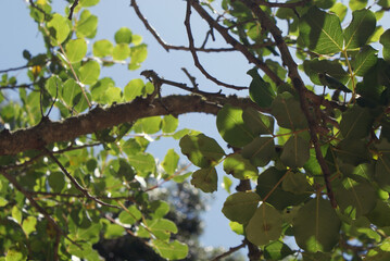 Carob branchs and leaves