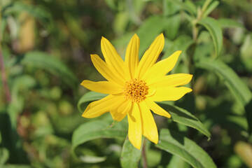 Hairy sunflower at Somme Prairie Nature Preserve in Northbrook, Illinois