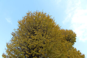 Fototapeta na wymiar Beautiful yellow tree during spring season