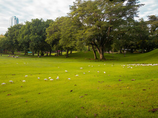 A autumn afternoon in the park with birds