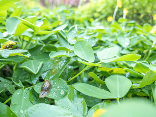 Naklejka premium Snail in a leaf