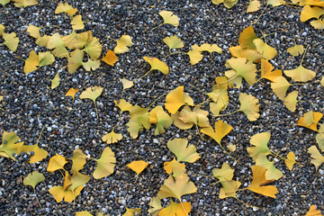 Yellow leaves falling on gravels during spring season