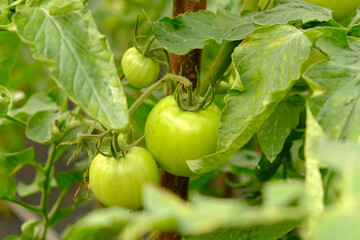 branch with green fruits of tomato in a greenhouse close-up, organic farming