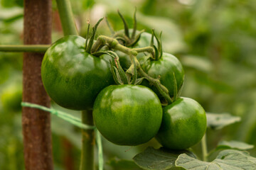 green fruits of tomatoes on a branch in a greenhouse close-up, organic crop
