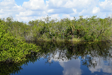 Marsh in Everglades, South Florida