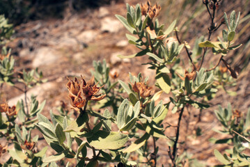 Mediterranean wild plant with orange dry flowers and velvety leaves