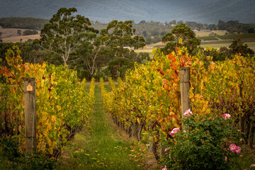 Fototapeta na wymiar Vineyard in Autumn - Yarra Valley, Victoria, Australia