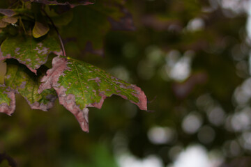 Green Leaf with Pink Fall Bokeh