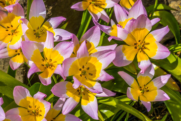 Pink Yellow Tarda Tulips Blooming Macro