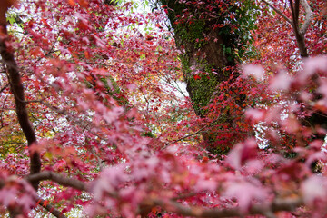 紅葉