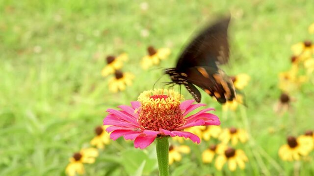 Battus philenor, Pipevine Swallowtail butterfly, feeding on nectar on a bright pink Zinnia flower