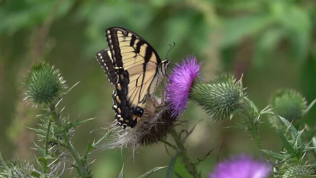 Eastern tiger swallowtail butterfly feeding on a purple thistle on a cloudy day (500 FPS)