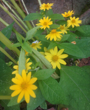 yellow flowers in the garden