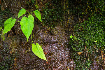 Outdoor rock background