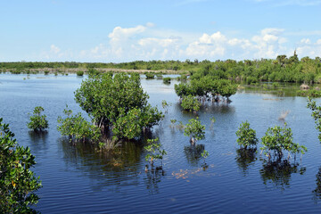 Marsh in Everglades, South Florida