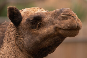 A Camel's Face Close Up