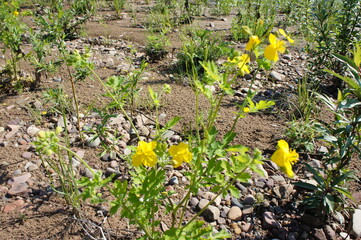 yellow flowers