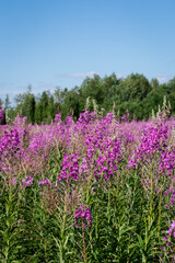 Scenery. Sunny summer day. Pink fireweed flowers bloom in the field. In the background there is a forest. Blue sky, white clouds. Countryside.