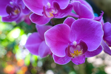 Fototapeta na wymiar Phalaenopsis Orchid commonly known as the moth orchids, purple flowers