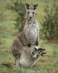 Zelfklevend Fotobehang Kangaroo & Joey in pouch © Barry