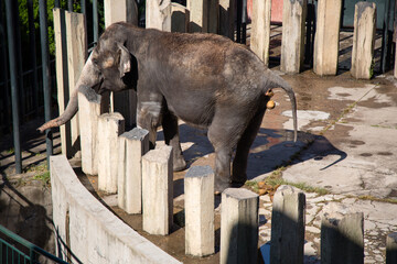 Asian female elephants beg for food at a zoo in Liaoning, China
