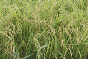 豊作を迎えた沢山の稲穂