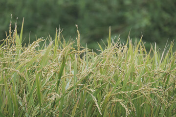 すくすく成長した沢山の稲