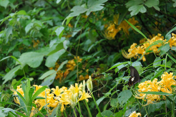 野生の美しい黄色の彼岸花に止まる綺麗なクロアゲハ