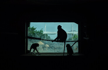 Captive animal workers visit the zoo, photographed in Asia
