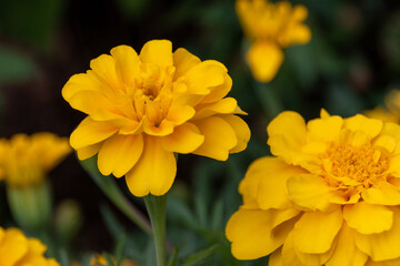 Fototapeta premium African marigolg with yellow flowers