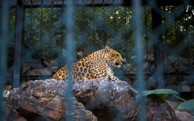 Captive animal workers visit the zoo, photographed in Asia
