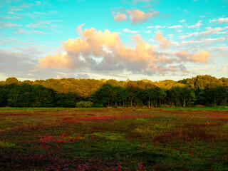 Fototapeta na wymiar Dramatic cloudscape over the cranberry bog in autumn on turquoise-colored sky backgrounds on Cape Cod