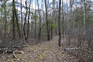 path through dark trees and forest