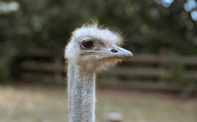 Captive animal workers visit the zoo, photographed in Asia
