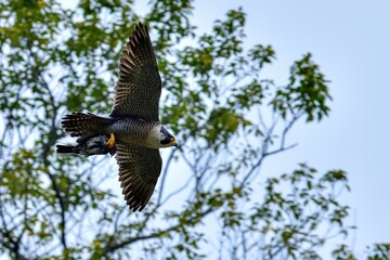 ヒヨドリをつかんで飛ぶ子育て中のハヤブサ成鳥