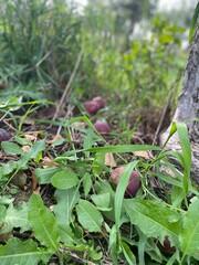 Apples on ground 