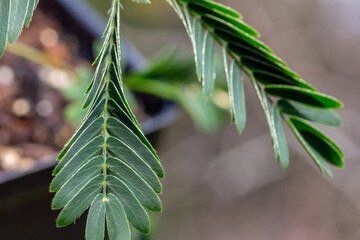 Macro abstract view of fern-like leaves on a potted Sensitive plant (mimosa pudica) which rapidly close and droop when stimulated by touch or wind. It is also called sleepy plant or touch-me-not.