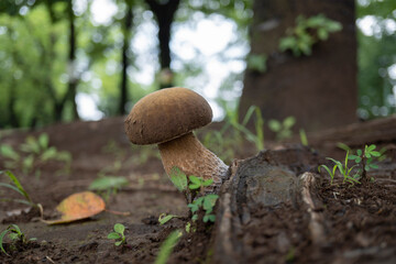 キノコ／ぼかした森を背景にしたヤマドリタケモドキ（Boletus reticulatus）