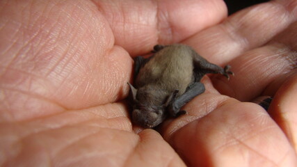 Bat.
baby bat on hand
Veterinarian examining a bat
Birth of new life, cute baby animal, life ,cute...