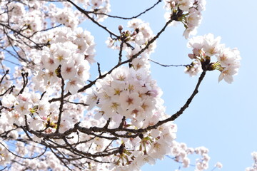 桜