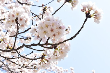 桜