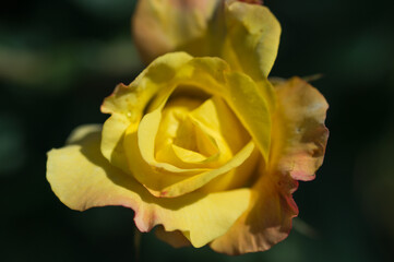 黄色いバラ