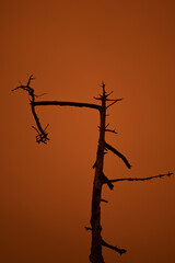 Ghost tree agains  orange sky in California, USA, as a result of the Dolan Fire in the Big Sur 