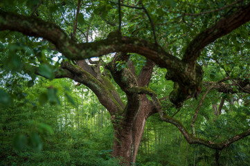banyan trees up to the sky