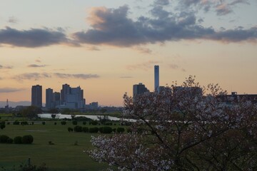 Fototapeta na wymiar 多摩川大橋からの眺め 多摩川夕景 多摩川側のゴルフ場と桜