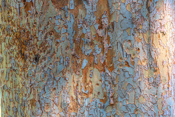 The colorful bark of a sycamore This type of sycamore tree can be found widely near my home. I...