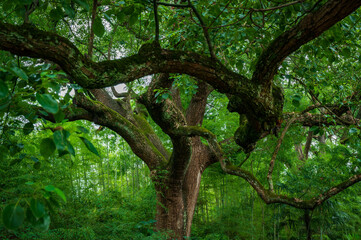 banyan trees up to the sky