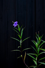 Obraz premium some Orchid grass in front of wooden doors
