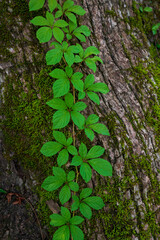 a cluster of green leave on old tree trunks