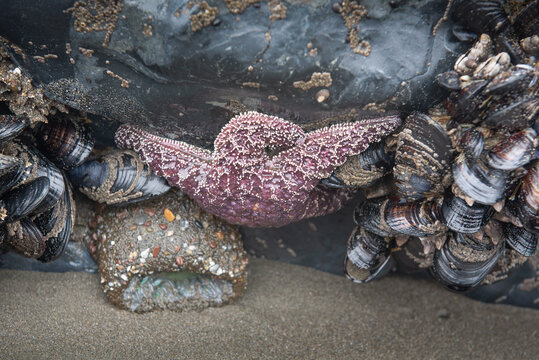 Tide Pool Animals: Sea Star, Clams And Echinoderms Underwater In The Pacific Coast, California, USA